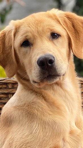 sone.817 on Instagram: "#🇯🇵 Japan is turning footsteps into electricity! Using piezoelectric tiles, every step you take generates a small amount of energy. Millions of steps together can power LED lights and displays in busy places like Shibuya Station. A brilliant way to create a sustainable and smart city • turning m…"