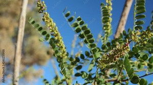 Green immature indehiscent legume fruit of Chaparral Singlepetal Indigo, Amorpha Californica, Fabaceae, native androgyne perennial shrub in the San Bernardino Mountains, Transverse Ranges, Summer.