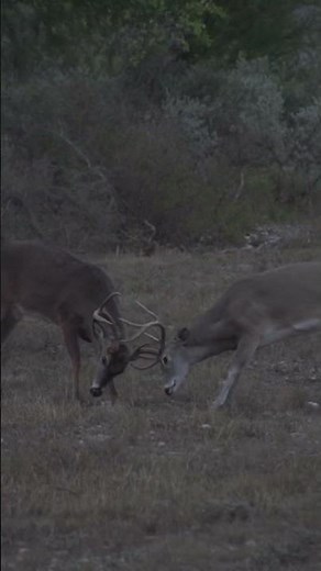 Rut Battle Caught on Camera! #wildlife #wildlifephotography #wildlifeentertainment #nature