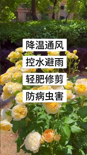 Unveiling the Secret: Why Chinese Roses Bloom Best in Summer