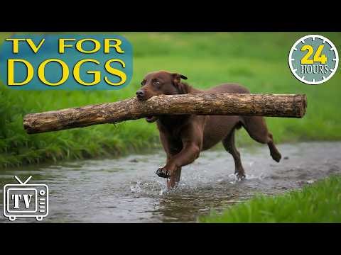 Dog TV 24/7: Best Anti-Anxiety Music & Relaxing Videos for Dogs Home Alone | Stress Relief for Dogs