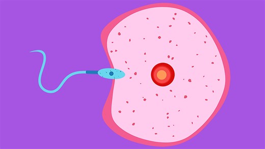 How do animals reproduce – KS2 Science curriculum - BBC Bitesize