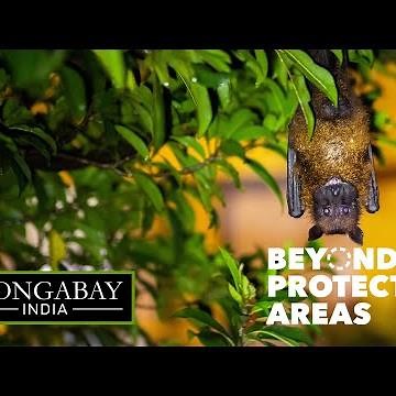Indian flying foxes, our friendly neighbours