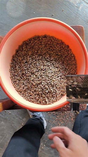 High-Quality Coffee Hulling Machine - Da Lat #coffeetour #dalatcoffee #huyecovn #sustainablecoffee