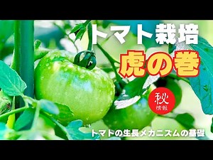 【虎の巻】トマト栽培の基本【トマトの生長メカニズムの基礎を理解して正しい栽培をしよう】