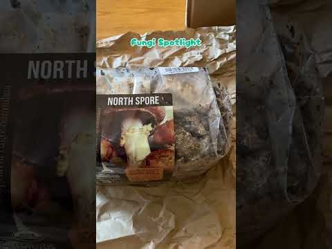 Fungi Spotlight - Stropharia rugosoannualata - Wine Cap Mushroom 