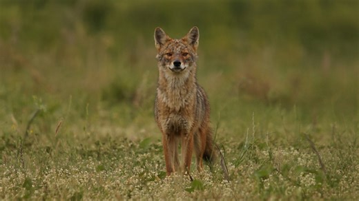 Inside the secretive lives of golden jackals