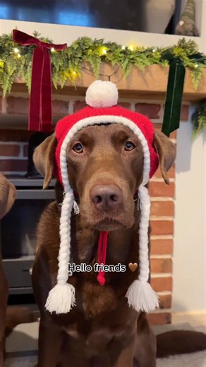 Alice and Hector 🐶🤎 on Instagram: "Do you give your dog an advent calendar? 🎄💚 Baby Yogi chose chaos today 🤣 The boys opened their advent calendars AND got an extra special biscuit 🤭 these advent calendars are true chaos because the boys can’t contain their excitement 🥹🎉 Did you enjoy watching the boys open their advents? Three years ago I posted these daily and Baby Yogi (who was a true baby back then) wore his naughty hat because he was a cheeky boy back then.. and he still is now 🤣 b