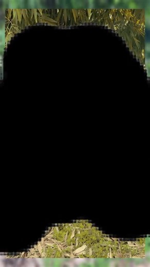 Pet Semantics dan Permainan Sembunyi