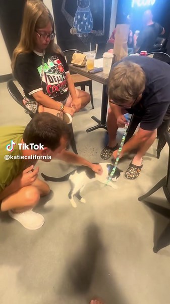 Visit Orlando's Unique Cat Cafe Experience