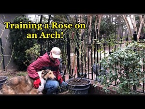 How To Train a Climbing Rose on an Arch!