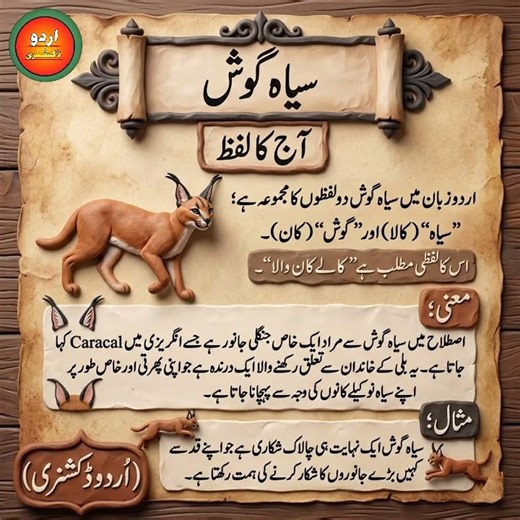 Word of the day Siya Gosh (سیاہ گوش) meaning and definition with example and visuals
