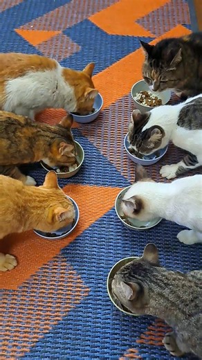 It's Breakfast time - the hungry cat of The Cat Diaries - the Cat family eats cat food - Cute orange tabby cat lovers! #funnycats #hungrycat #catsofinstagram #hungrycats #catlovers #funnycat #catlover #catlife #catstagram #cutecats #catmemes #funny #catfamily #tabbycat #catdiaries #instacat #cats #breakfasttime #catmeme #cutecat #instagram #catfood #catoftheday #cutecats #funnycatvideos #funnycatsofinstagram #pets #meme #funnymemes #catloversclub @topfans | The CAT Diaries