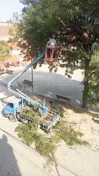 🌳 Sky Lift Tree Cutting | Winter Trimming to Increase Sunlight | Punjab