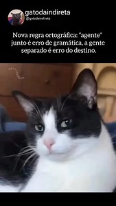 38K views · 2.4K reactions |  #cats #meme | Gato da indireta | Facebook