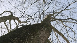 Brown Dry Tree Without Leaves. Dry Tree Branches Without Leaves Lifestyle. Gimbal Shot. Stock Video