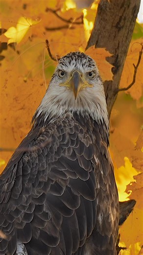 Sub adult bald eagle with some nice fall colors in the background ….#Sony #sonyalpha #sonyphotography #sonyprousa #natgeo #natgeoyourshot #natgeowild #eagles #baldeagles #usa #birdsofprey #predator #birds #wildlife #wildlifephotography #natgeowildlife #birdsofinstagram #birdwatching #wildanimals #wildlifeplanet #naturelovers #naturephotography #bbcearth #natgeowildlife #wildlifeconservation | Mike J Dukarm