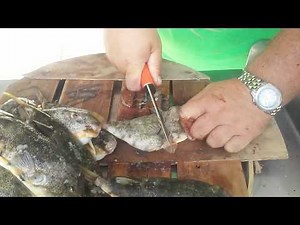 How to clean swelling toads / puffer fish