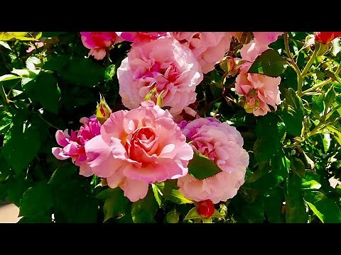 33 IMÁGENES de FLORES NATURALES / FOTOGRAFÍAS de RAMOS FLORIDOS en la BELLEZA del JARDIN PRIMAVERAL