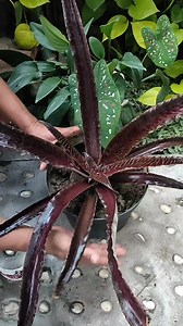 43K views · 13K reactions | Leaf support. #plants #ornamentalplants #cryptanthus | Iksan Red | Facebook