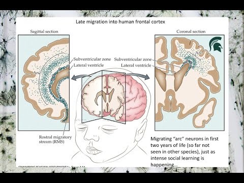7. Neural Development: Adult Neurogenesis and Layers of the Cortex