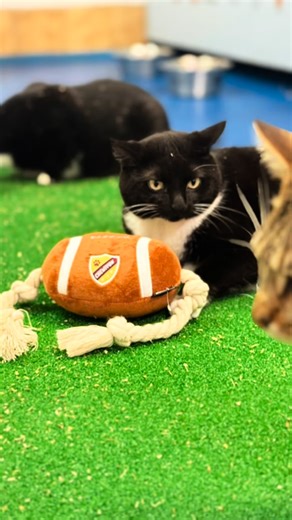 Abandoned Pet Rescue on Instagram: "We tried to get our adoptable cats to predict the Super Bowl this Caturday, but instead they just wanted to play the field! 😹🏈🏟️ Watch the reel to meet our adorable adoptable cats in our Felix’s Fantastic Foyer room! 😻 To apply to adopt any of our cats or read their bios to get to know them better, visit our website, abandonedpetrescue.org 🩵🩷 they are vaccinated, neutered/spayed, and microchipped. Abandoned Pet Rescue is a no-kill shelter in Fort Lauderd