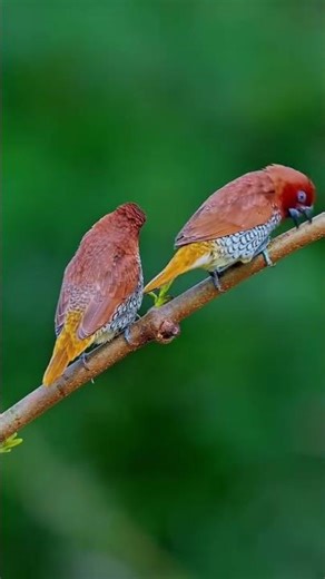 kaise me ai balam ......🌷🙏✨💫🎊⭐🌠💖💯.....