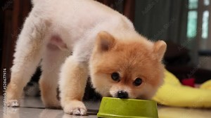 Close up of beautiful dog eating dog food from bowl at home, Puppy eating dogs food, Small dog breeds or Pomeranian smelling a snack that owner giving to it. concept of online shop delivery for pets