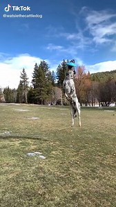 56K views · 771 reactions | are dogs allowed on ultimate teams? | TikTok | Facebook