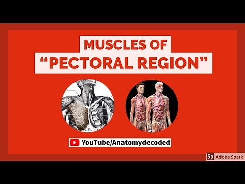 Muscles of Pectoral Region | Anatomy Decoded | Anatomy Lectures