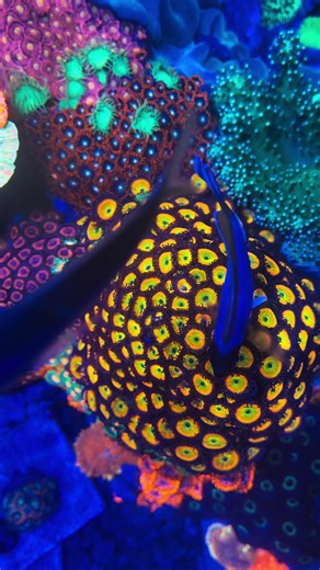 What’s your favorite part of the hobby?? I honestly don’t know what mine is so give me some inspiration! 🤙🤙❤️❤️#SaltwaterTherapy #ReefTok #ReefingCommunity #aquaculture #reeftank