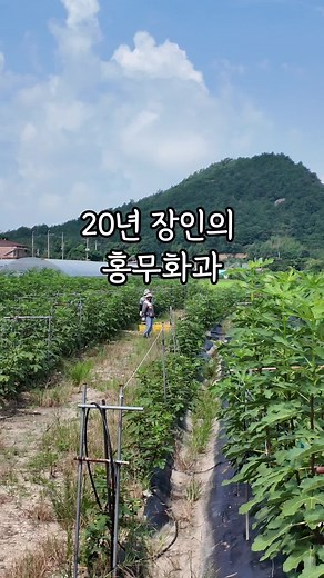 영암의 제철 무화과, 맛의 비밀 공개!