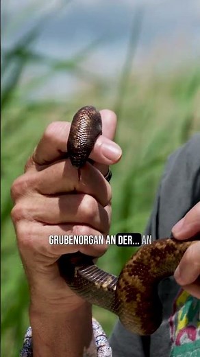 Boa or python?! This snake breaks all the rules! 🧠