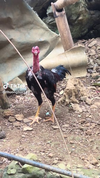 trạng tiểu 26 tìm đối ☺️#gà_chọi_việt_nam