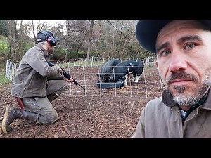 First time Family Pig Harvest on 1.5 acre Homestead with no tractor