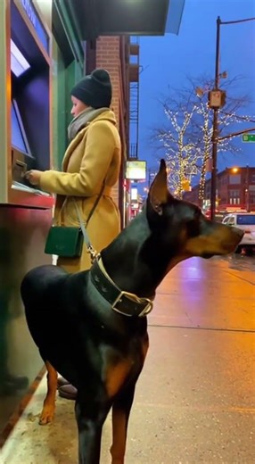 Doberman Pinscher Guarding at ATM: Street Scene in America