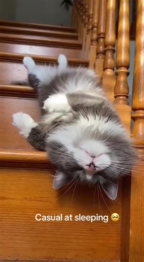 kittyemotionss (@kittyemotionss)’s videos with illusions - aqualina