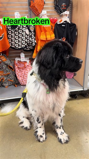 Heartfelt Moments at PetSmart with Dogs