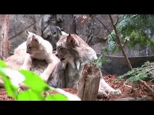 Trois chatons lynx au Biodôme / Three lynx kittens at the Biodôme