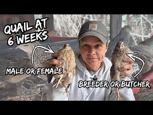 Quail at 6 Weeks | How to Sex, Separate & Choose Your Breeders