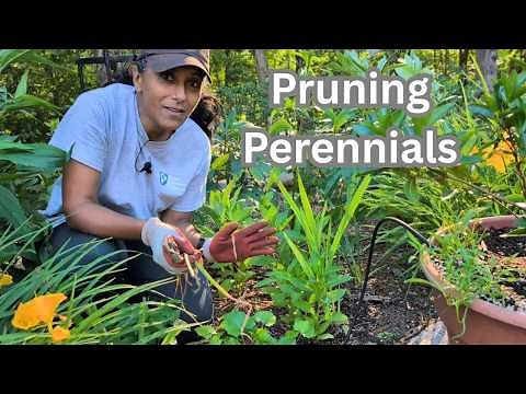 Pruning Daylilies, Iris, Bleeding Heart, Peonies & Daffodils || Budget Gardening Tips