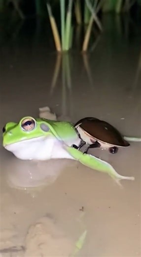 물방개(Predaceous Diving Beetle) vs 청개구리 (논두렁 밤)/[Diving Beetle vs. Tree Frog (Paddy Field Night)]