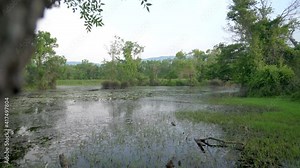 Mossy lake and swamp in the mangrove forest. A wetland is a distinct ecosystem that is inundated by water, either permanently or seasonally. This is the characteristic vegetation of aquatic plants, 4K