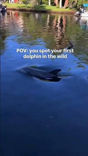 Epic dolphin encounter on the Weeki Wachee River!