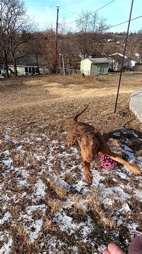 EVEREST PLAYS BALL, RV DOG TRIES TO KEEP UP. #rvdogs, #dogshorts , #shorts, #fulltimerv, #catahoula