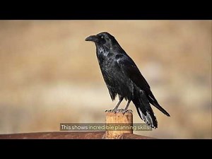 The Crow 🪶 | The Genius Bird That Outsmarts Humans!”