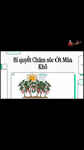 Bí quyết chăm sóc Ớt mùa khô. #trongot #kythuatcaytrong #thuviennongnghiep82