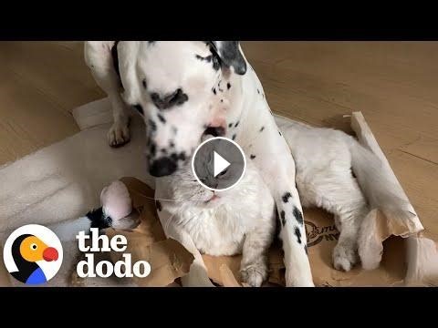Grumpy Cat Judges Everything His Dalmatian Brother Does #Video