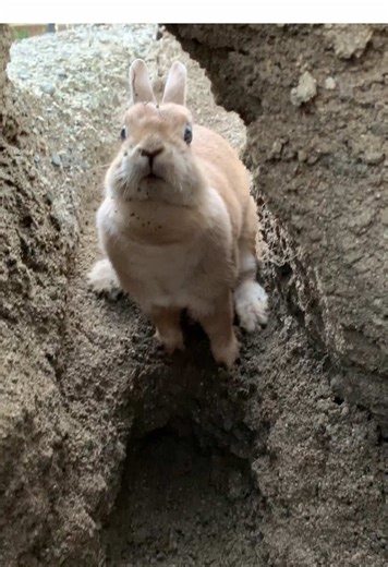 穴掘りの達人 #うさぎ #ネザーランドドワーフ #うさぎ穴掘り