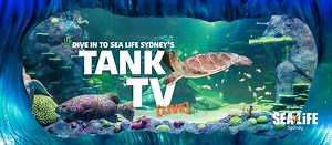 Tune in to our brand new TANK TV - 24 hours of non-stop underwater streaming! Watch Myrtle and her turtle friends Dave and Chong, try and spot our Sawfish or count how many Blacktip Reef Sharks you see! Tune in to the stream 24/7: https://bit.ly/TankTV This live stream was made possible by Panasonic Australia using the Panasonic AW-UE4 | SEA LIFE Sydney Aquarium